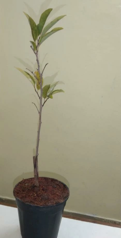 Exoticflora Grafted Fruit Plants Custard Apple Red(Grafted) - Fruit Plants & Tree 3 Exoticflora Grafted Fruit Plants Custard Apple Red(Grafted) - Fruit Plants & Tree