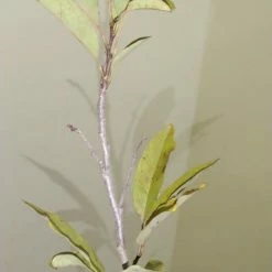 Exoticflora Grafted Fruit Plants Custard Apple Red(Grafted) - Fruit Plants & Tree