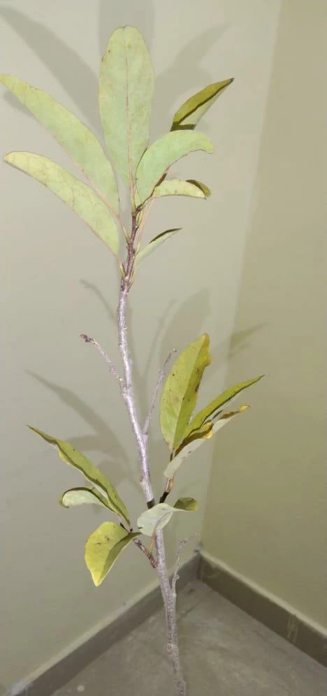 Exoticflora Grafted Fruit Plants Custard Apple Red(Grafted) - Fruit Plants & Tree 2 Exoticflora Grafted Fruit Plants Custard Apple Red(Grafted) - Fruit Plants & Tree