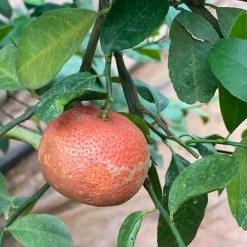 Exoticflora Red Lemon - Fruit Plants