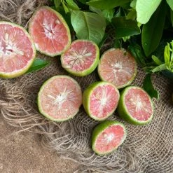 Exoticflora Red Lemon - Fruit Plants