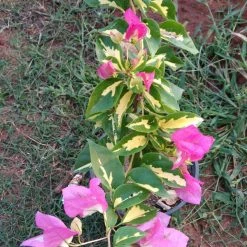 Exoticflora Creepers & Climbers Flowering Bougainvillea Thimma - Flowering Plants