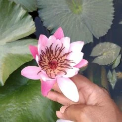 Exoticflora Water Lily Light Pink - Aquatic Plants