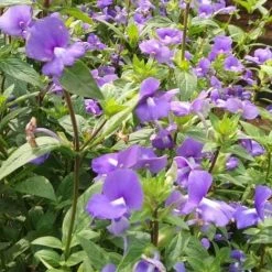 Exoticflora Amazon Blue / Otacanthus Caeruleus - Flowering Plant
