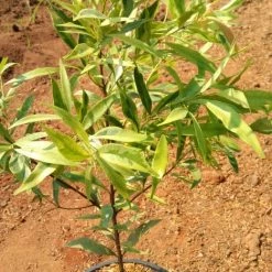 Exoticflora Syzygium Myrtifolium Variegata - Outdoor Ornamental Plants