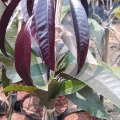Exotic Flora Black Mango / Mango Tommy Atkins - Fruit Plant Grafted Fruit Plants