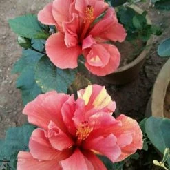 Exoticflora Hibiscus Orange/Goldspot Double - Flowering Plants