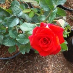 Exoticflora Year Round Flowering Plants Button Rose Orange - Flowering Plants