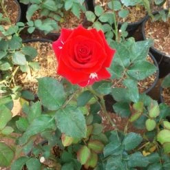 Exoticflora Year Round Flowering Plants Button Rose Orange - Flowering Plants