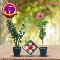 Exotic Flora Diwali Gifting Combo's Diwali Plant Gifts - ZZ Plant & Hibiscus Pink With Clay Diyas