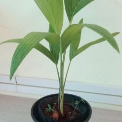 Exoticflora Veitchia Merreilii Green - Outdoor Palms