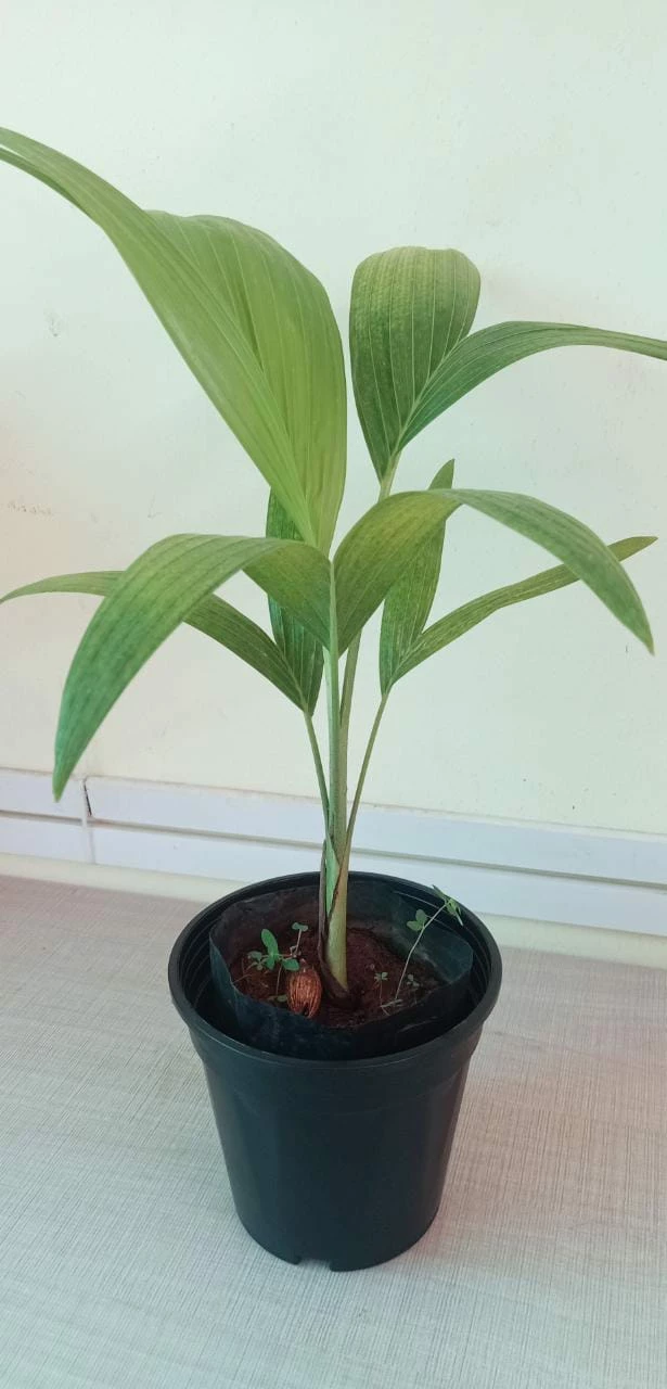 Exoticflora Veitchia Merreilii Green - Outdoor Palms 2 Exoticflora Veitchia Merreilii Green - Outdoor Palms