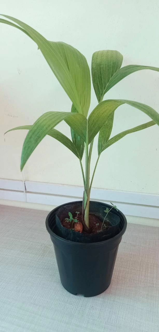 Exoticflora Veitchia Merreilii Green - Outdoor Palms 1 Exoticflora Veitchia Merreilii Green - Outdoor Palms