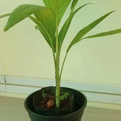 Exoticflora Veitchia Merreilii Green - Outdoor Palms 5 Exoticflora Veitchia Merreilii Green - Outdoor Palms