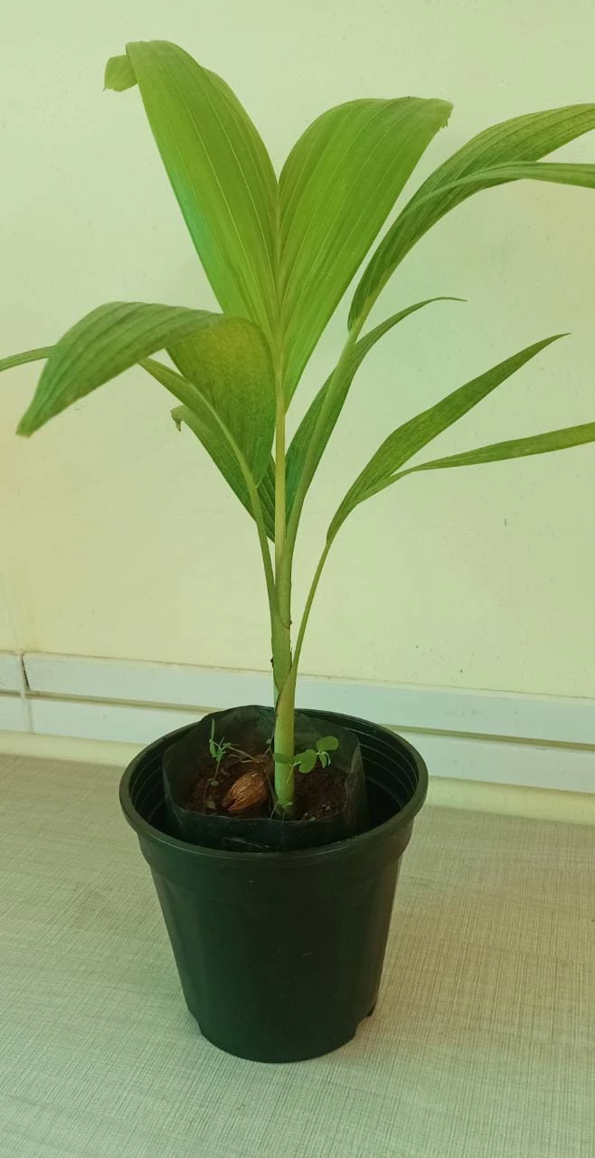 Exoticflora Veitchia Merreilii Green - Outdoor Palms 3 Exoticflora Veitchia Merreilii Green - Outdoor Palms