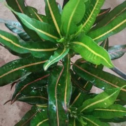 Exoticflora Indoor Plants Codiaeum Variegatum/Croton - Indoor/Outdoor Ornamental Plants 5 Exoticflora Indoor Plants Codiaeum Variegatum/Croton - Indoor/Outdoor Ornamental Plants