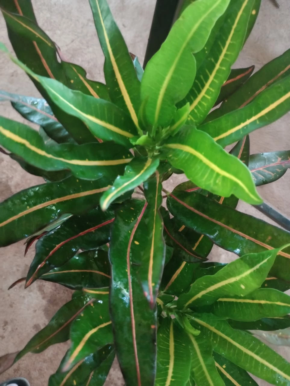 Exoticflora Indoor Plants Codiaeum Variegatum/Croton - Indoor/Outdoor Ornamental Plants 3 Exoticflora Indoor Plants Codiaeum Variegatum/Croton - Indoor/Outdoor Ornamental Plants