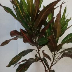 Exoticflora Indoor Plants Codiaeum Variegatum/Croton - Indoor/Outdoor Ornamental Plants