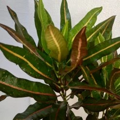Exoticflora Indoor Plants Codiaeum Variegatum/Croton - Indoor/Outdoor Ornamental Plants