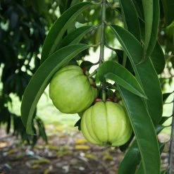 Exoticflora Garcinia Combogutta - Fruit Plants & Tree Kitchen Plants & Spice Plants