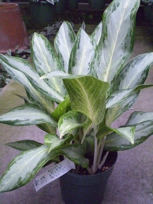 Exoticflora Aglaonema Ernesto Hybrid - Indoor Plants 2 Exoticflora Aglaonema Ernesto Hybrid - Indoor Plants