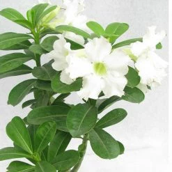 Exoticflora Year Round Flowering Plants Adenium White - Flowering Plants