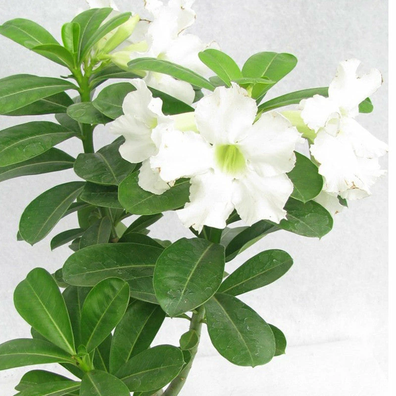 Exoticflora Year Round Flowering Plants Adenium White - Flowering Plants 2 Exoticflora Year Round Flowering Plants Adenium White - Flowering Plants