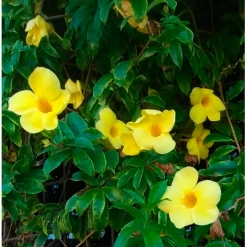 Exoticflora Creepers & Climbers Flowering Allamanda Yellow Hybrid - Creeper And Climbers