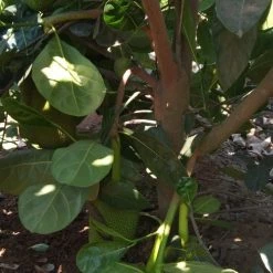Exotic Flora Vietnam Super Early Jackfruit(Grafted) - All Time Jackfruit Grafted Fruit Plants
