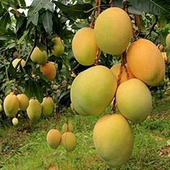 Exoticflora Grafted Fruit Plants Mango Alphonso(Grafted) - Fruit Plants & Tree