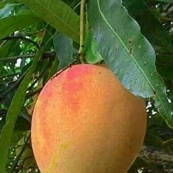 Exoticflora Grafted Fruit Plants Mango Alphonso(Grafted) - Fruit Plants & Tree