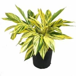 Exoticflora Alpinia Zerumbet - Ornamental Shrubs