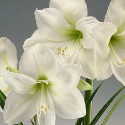 Exoticflora Amaryllis Lily, White - Flowering Plants