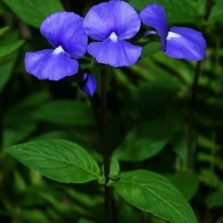 Exoticflora Amazon Blue / Otacanthus Caeruleus - Flowering Plant