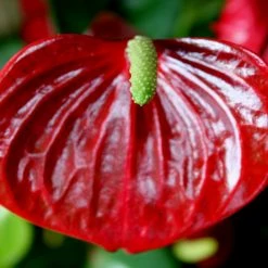 Exoticflora Anthurium Andreanum Red - Gift Plants All Flowering Plants