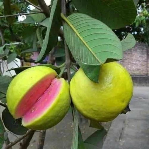 Exoticflora Guava Arka Kiran(Pink Flesh&soft Seeds) - Fruit Plants Exotic Fruit Plants 1 Exoticflora Guava Arka Kiran(Pink Flesh&soft Seeds) - Fruit Plants Exotic Fruit Plants