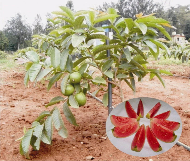 Exoticflora Guava Arka Kiran(Pink Flesh&soft Seeds) - Fruit Plants Exotic Fruit Plants 2 Exoticflora Guava Arka Kiran(Pink Flesh&soft Seeds) - Fruit Plants Exotic Fruit Plants
