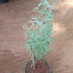 Exotic Flora Kitchen Plants & Spice Plants Artemisia Abrotanum/Davana - Herb Plant
