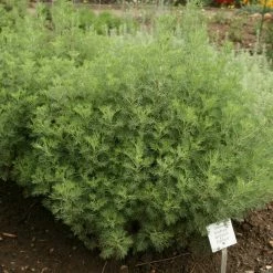 Exotic Flora Kitchen Plants & Spice Plants Artemisia Abrotanum/Davana - Herb Plant