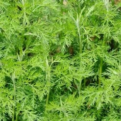 Exotic Flora Kitchen Plants & Spice Plants Artemisia Abrotanum/Davana - Herb Plant