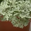Exotic Flora Artemisia Stelleriana - Silver Brocade