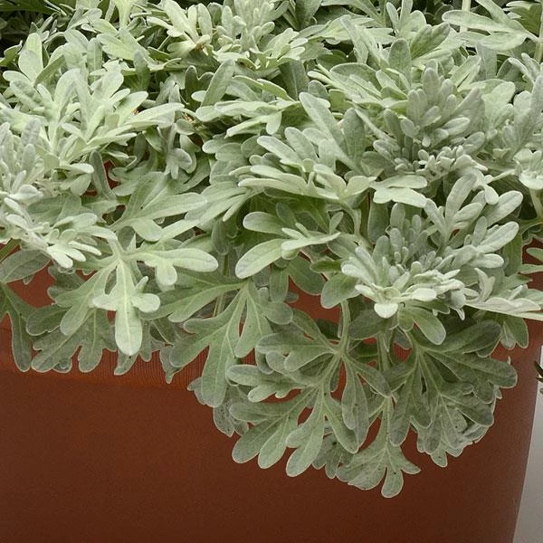 Exotic Flora Artemisia Stelleriana - Silver Brocade 1 Exotic Flora Artemisia Stelleriana - Silver Brocade