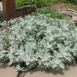 Exotic Flora Artemisia Stelleriana - Silver Brocade 5 Exotic Flora Artemisia Stelleriana - Silver Brocade