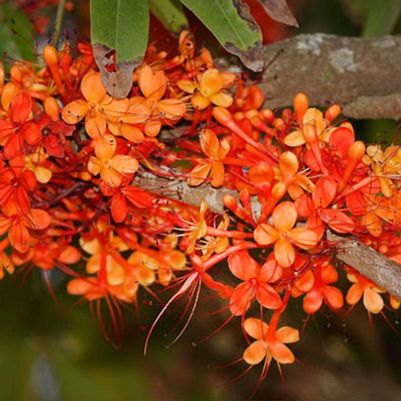 Exoticflora Saraca Indica / Sita Ashoka - Avenue Trees 2 Exoticflora Saraca Indica / Sita Ashoka - Avenue Trees