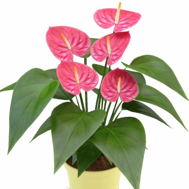Exoticflora All Flowering Plants Anthurium Andreanum Pink - Indoor Flowering Plants 1 Exoticflora All Flowering Plants Anthurium Andreanum Pink - Indoor Flowering Plants