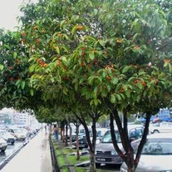 Exoticflora Bakul / Indian Medlar / Mimusops Elengi - Avenue Trees