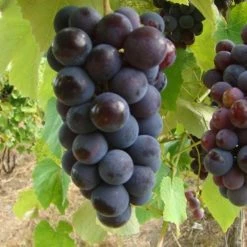 Exoticflora Black Grapes (Hybrid) - Fruit Plants & Tree