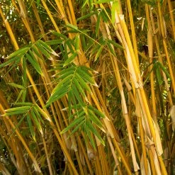 Exoticflora Ornamental Plant Golden Bamboo - Ornamental Shrubs