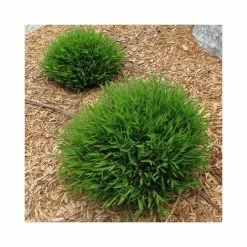 Exoticflora Bamboo Grass Green - Ornamental Plants