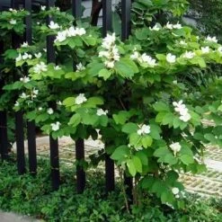 Exoticflora Bauhinia Dwarf White- Flowering Shrubs All Flowering Plants